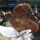 Illustration for article titled Here Are All the Wonderful/Horrifying Things I Ate At the MD Ren Faire
